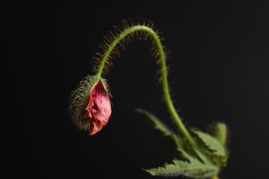 Photo of Poppy plant with bud and leaves on black background, closeup