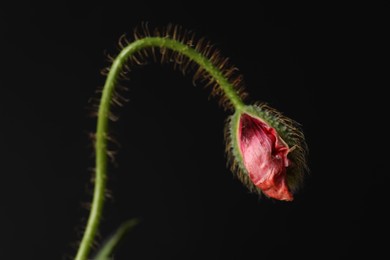 Photo of Poppy plant with bud and leaves on black background, closeup
