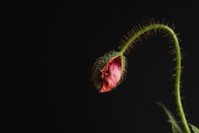 Photo of Poppy plant with bud and leaves on black background, closeup. Space for text