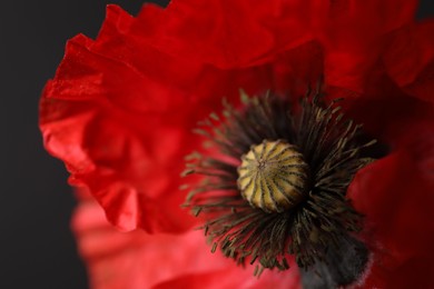 Photo of Beautiful red poppy flower on black background, closeup