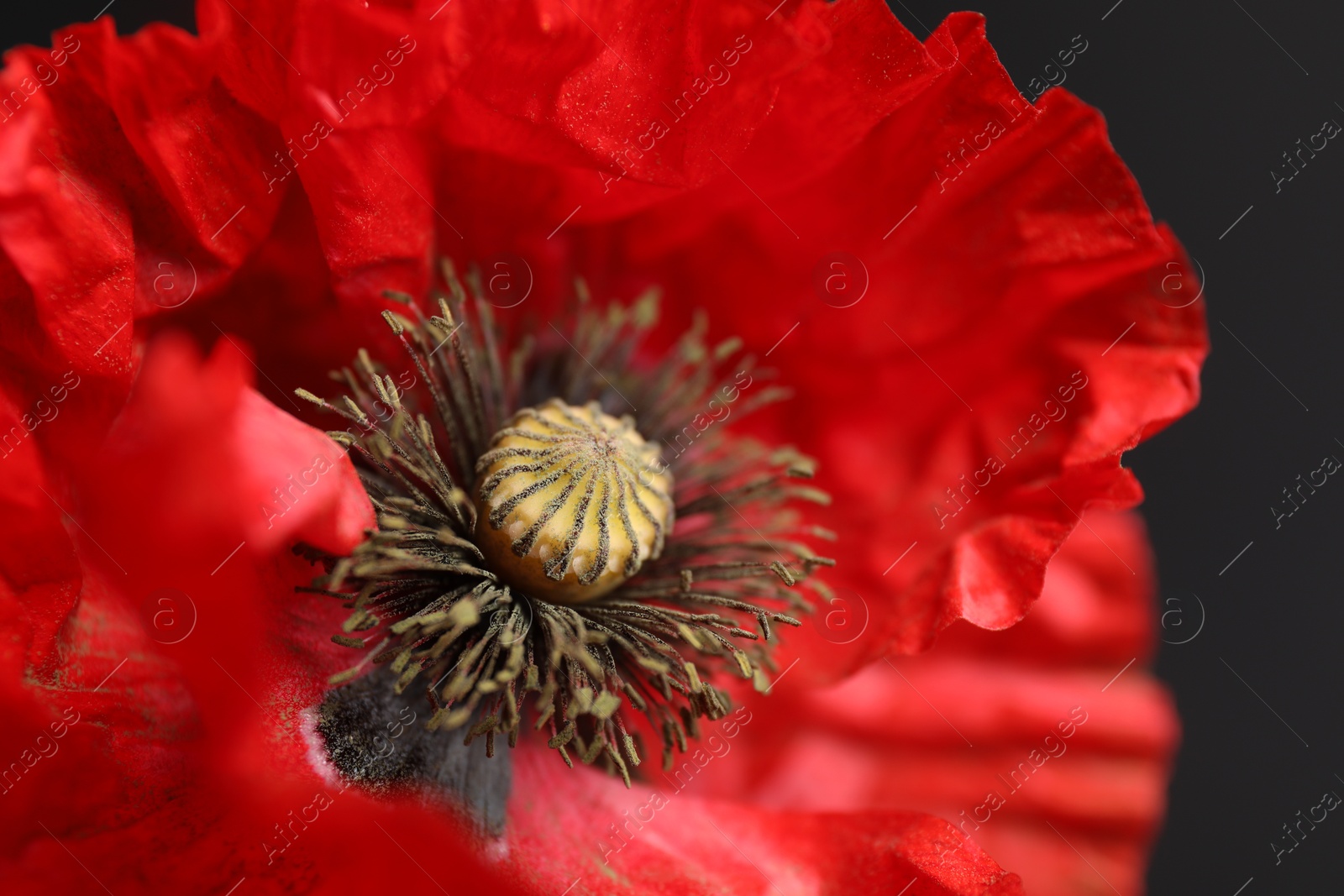 Beautiful red poppy flower on black background, closeup Photo of Beautiful red poppy flower on black background, closeup
