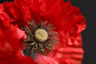 Photo of Beautiful red poppy flower on black background, closeup