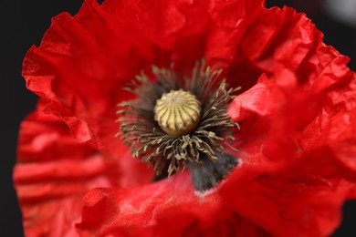 Photo of Beautiful red poppy flower on black background, closeup