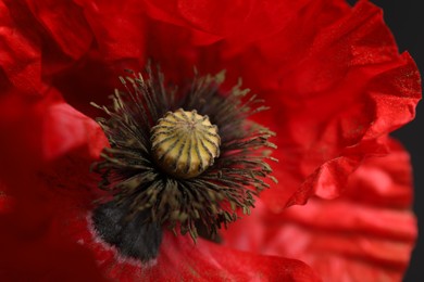 Photo of Beautiful red poppy flower on black background, closeup