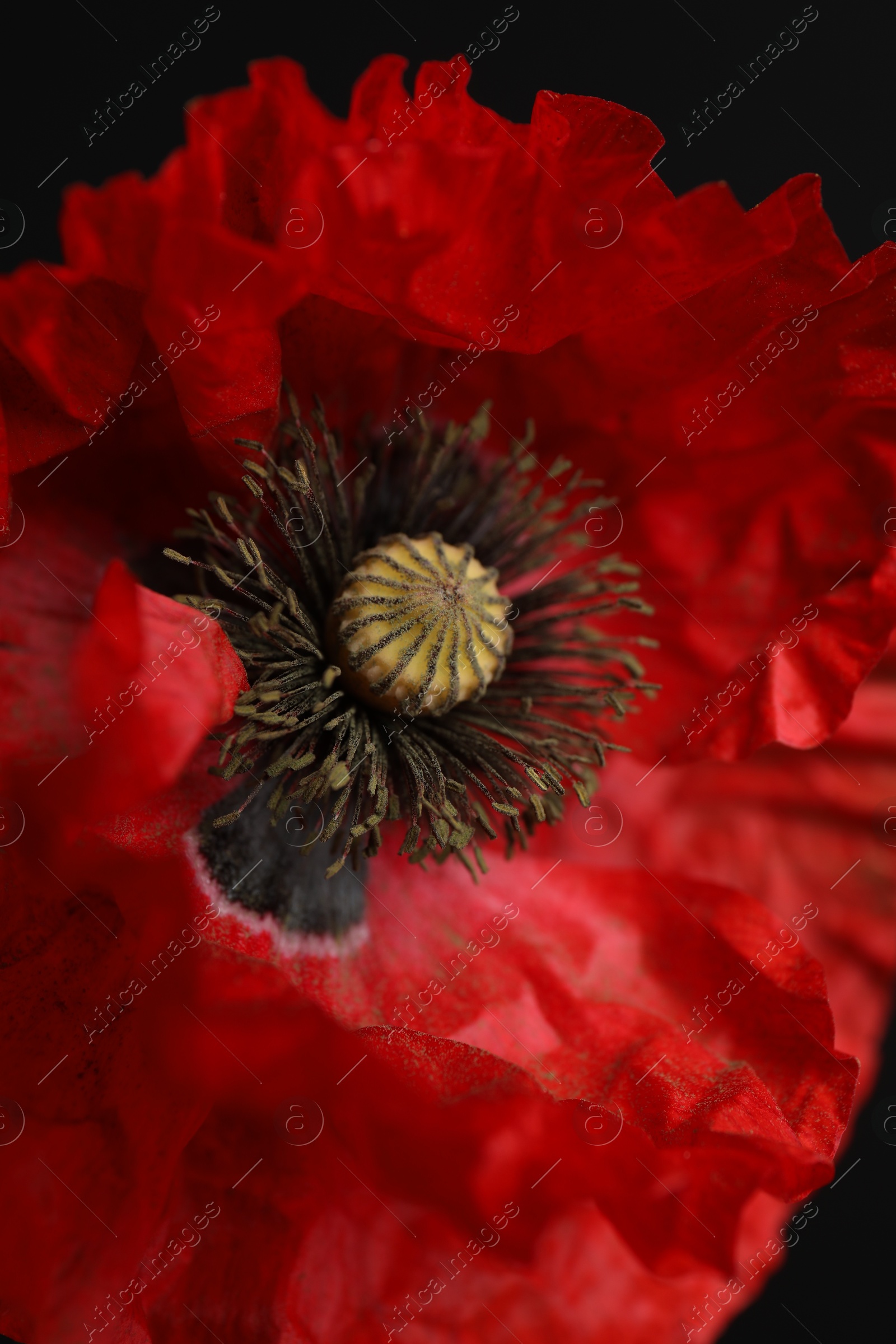 Beautiful red poppy flower on black background, closeup Photo of Beautiful red poppy flower on black background, closeup