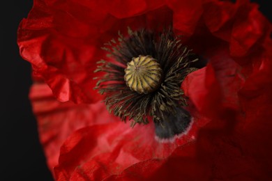Photo of Beautiful red poppy flower on black background, closeup