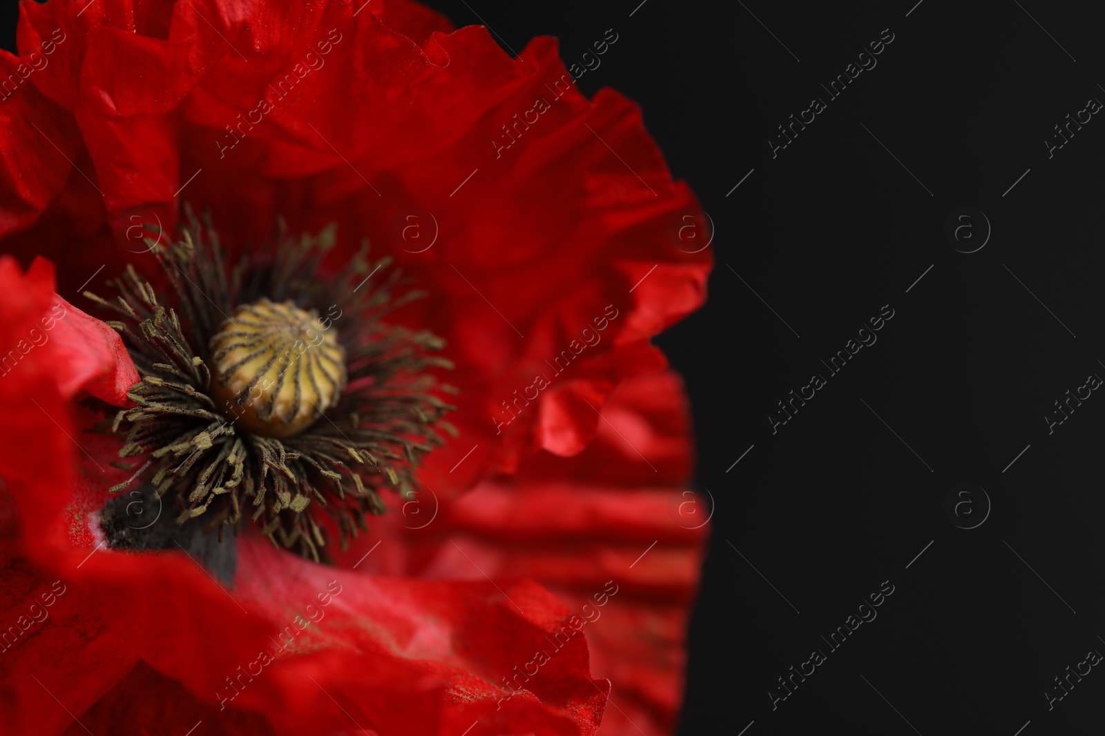 Beautiful red poppy flower on black background, closeup Photo of Beautiful red poppy flower on black background, closeup
