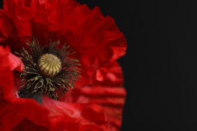 Photo of Beautiful red poppy flower on black background, closeup