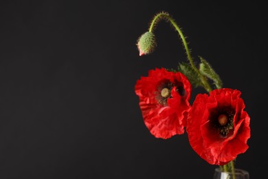 Photo of Beautiful red poppy flowers on black background, closeup. Space for text