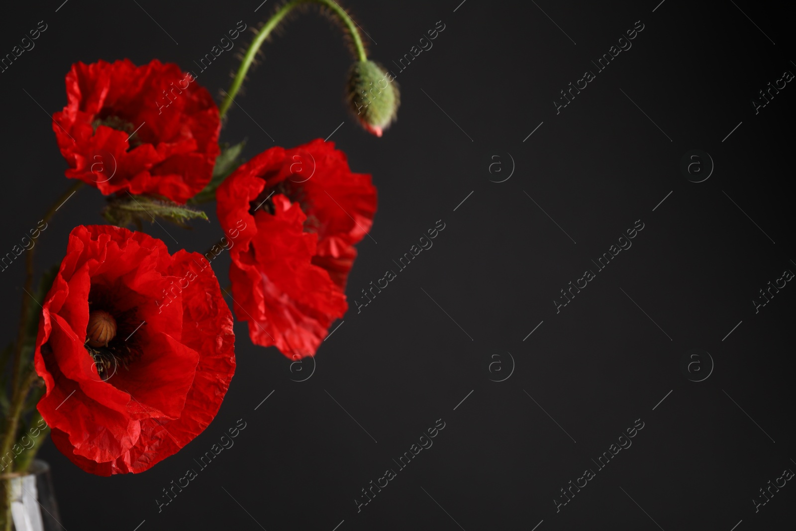 Beautiful red poppy flowers on black background, closeup. Space for text Photo of Beautiful red poppy flowers on black background, closeup. Space for text