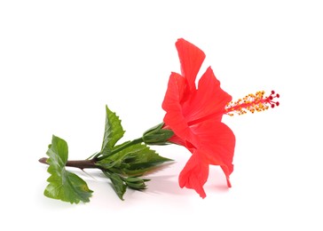 Photo of Beautiful red hibiscus flower with leaves isolated on white