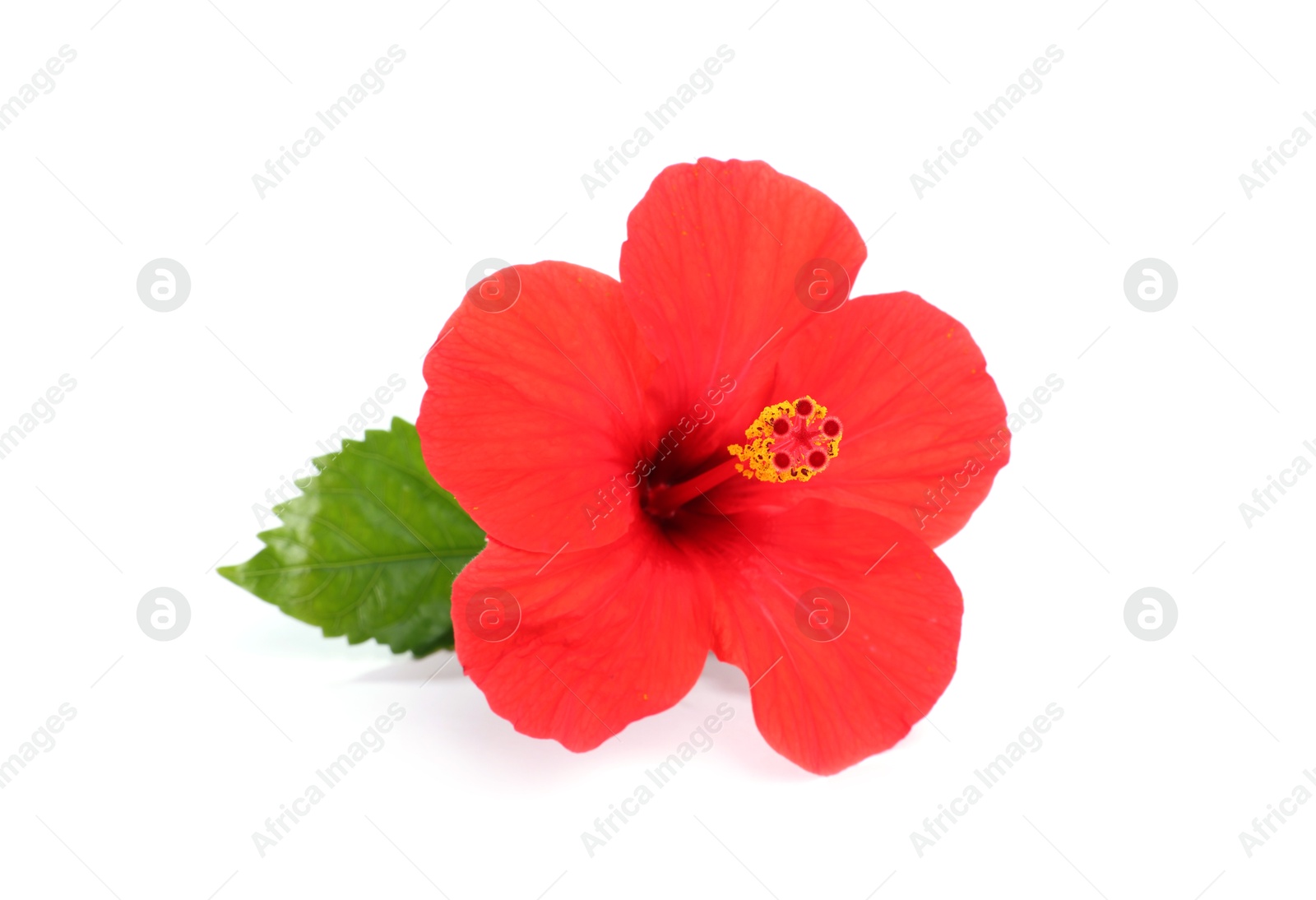 Beautiful red hibiscus flower with leaf isolated on white Photo of Beautiful red hibiscus flower with leaf isolated on white