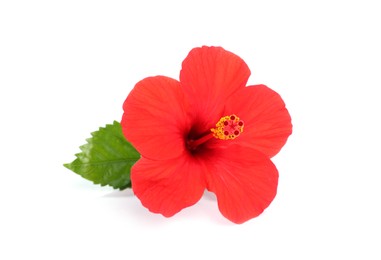Photo of Beautiful red hibiscus flower with leaf isolated on white