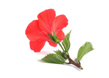 Photo of Beautiful red hibiscus flower with leaves isolated on white
