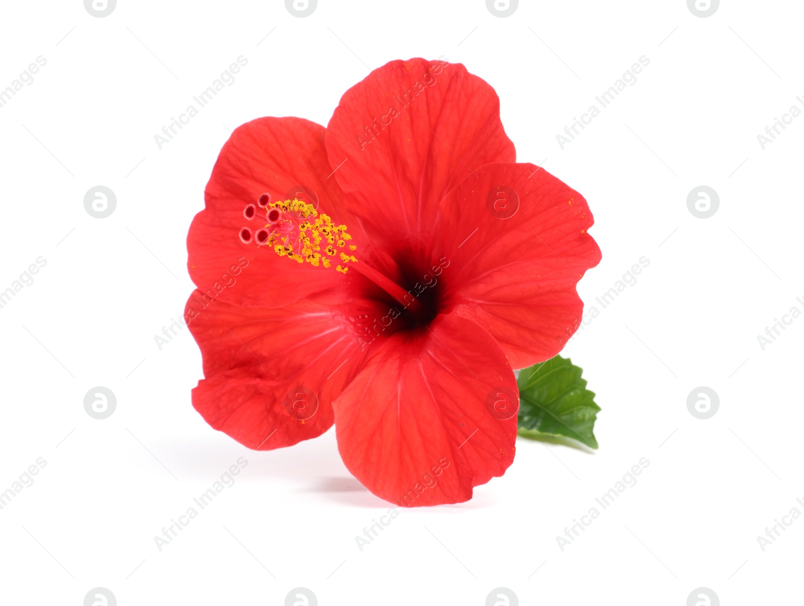 Photo of Beautiful red hibiscus flower with leaf isolated on white