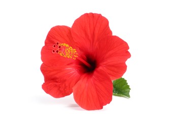 Photo of Beautiful red hibiscus flower with leaf isolated on white