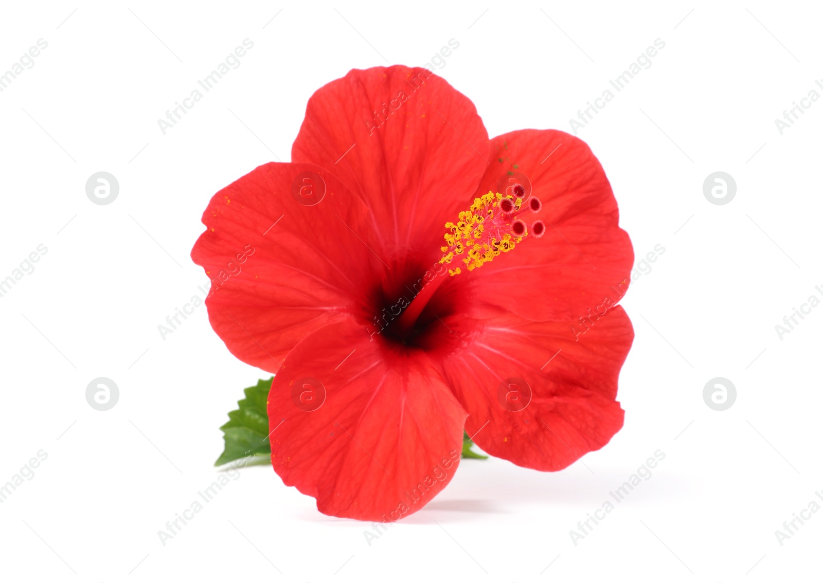 Beautiful red hibiscus flower with leaf isolated on white Photo of Beautiful red hibiscus flower with leaf isolated on white
