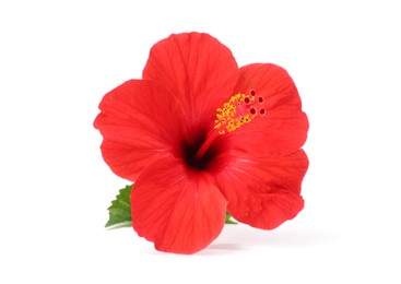 Photo of Beautiful red hibiscus flower with leaf isolated on white