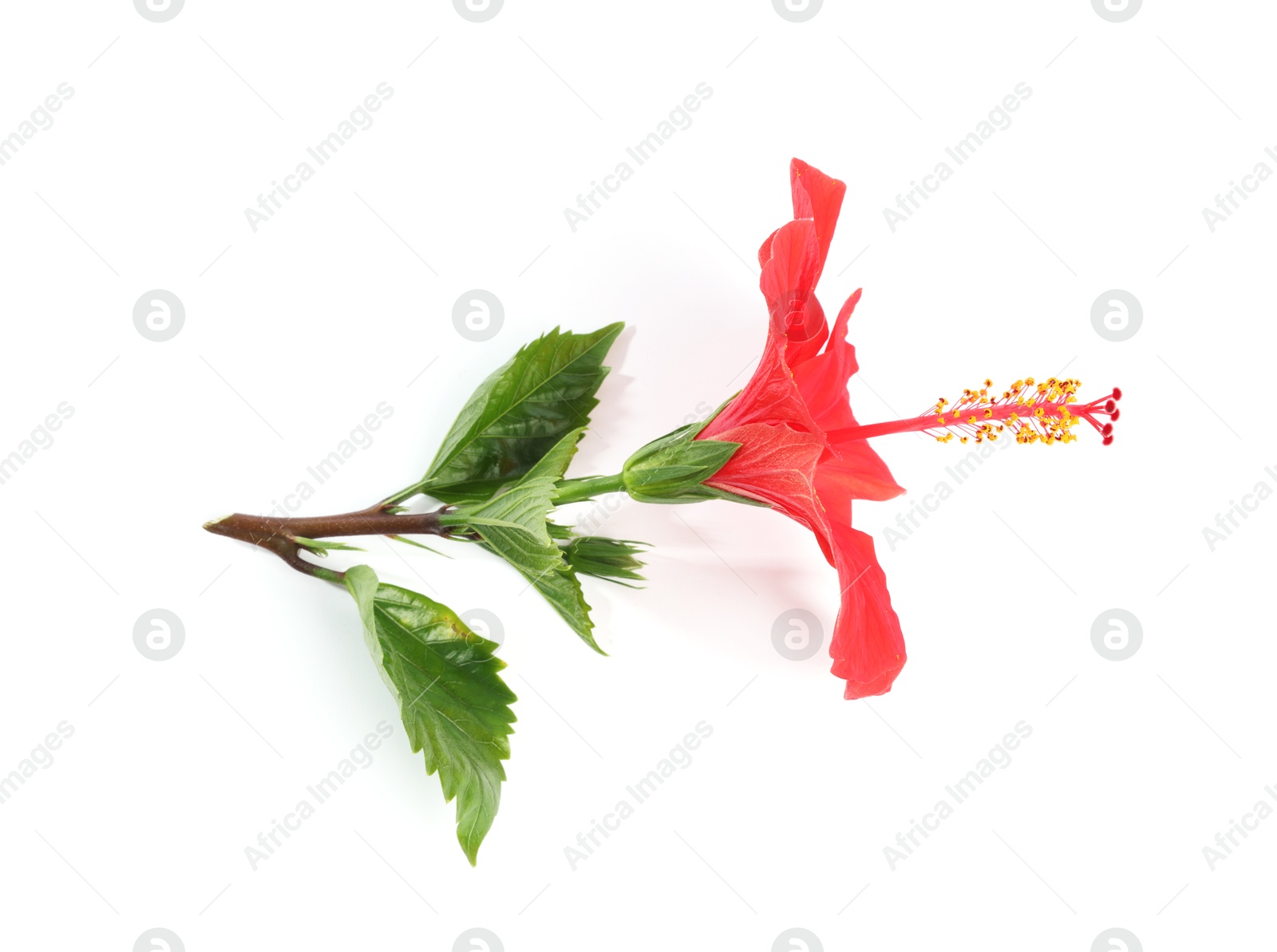 Photo of Beautiful red hibiscus flower with leaves isolated on white