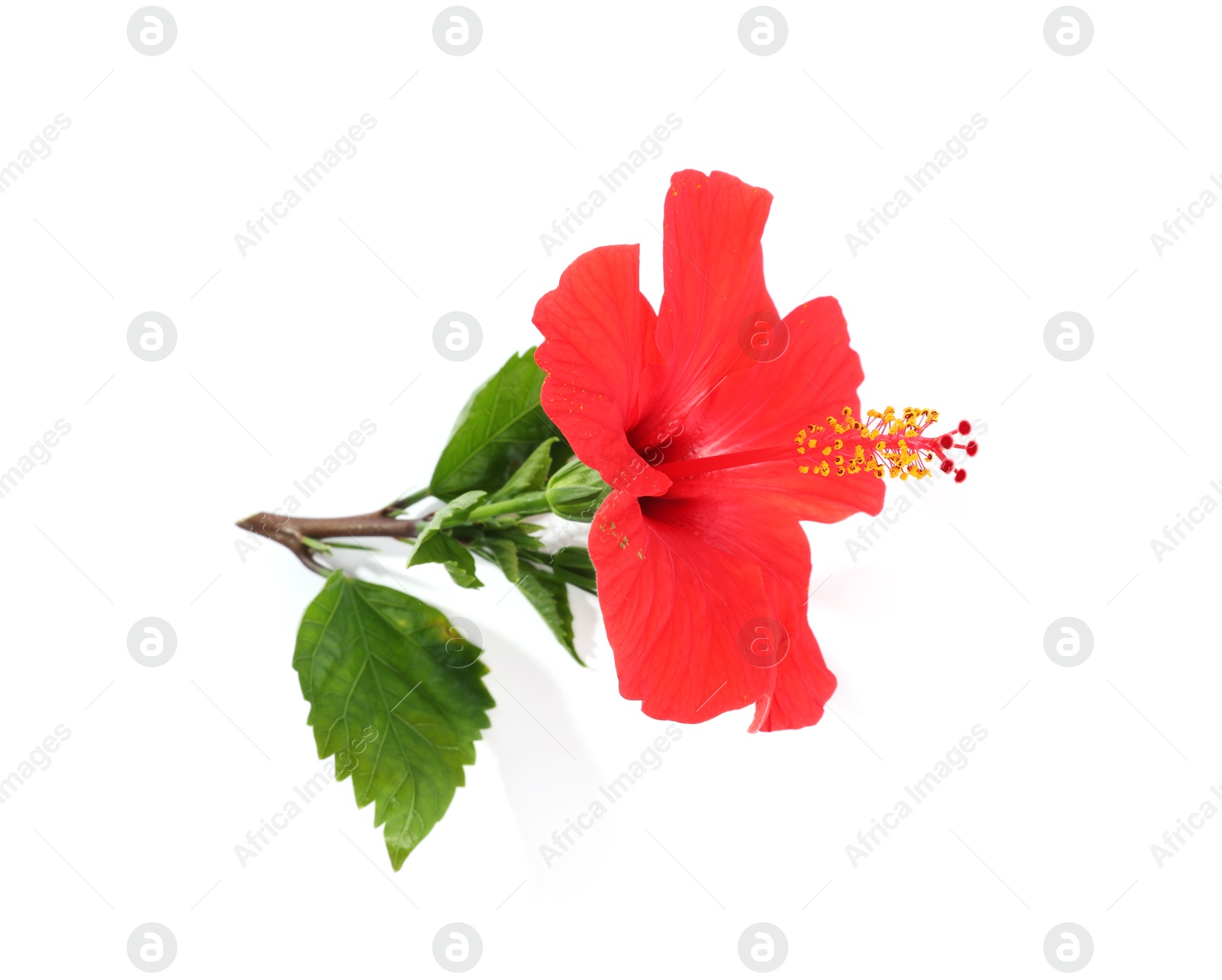 Photo of Beautiful red hibiscus flower with leaves isolated on white