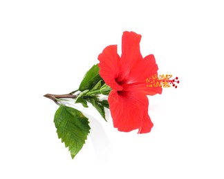 Photo of Beautiful red hibiscus flower with leaves isolated on white
