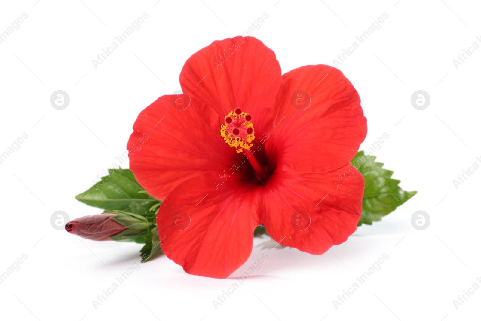 Photo of Beautiful red hibiscus flower with leaves isolated on white