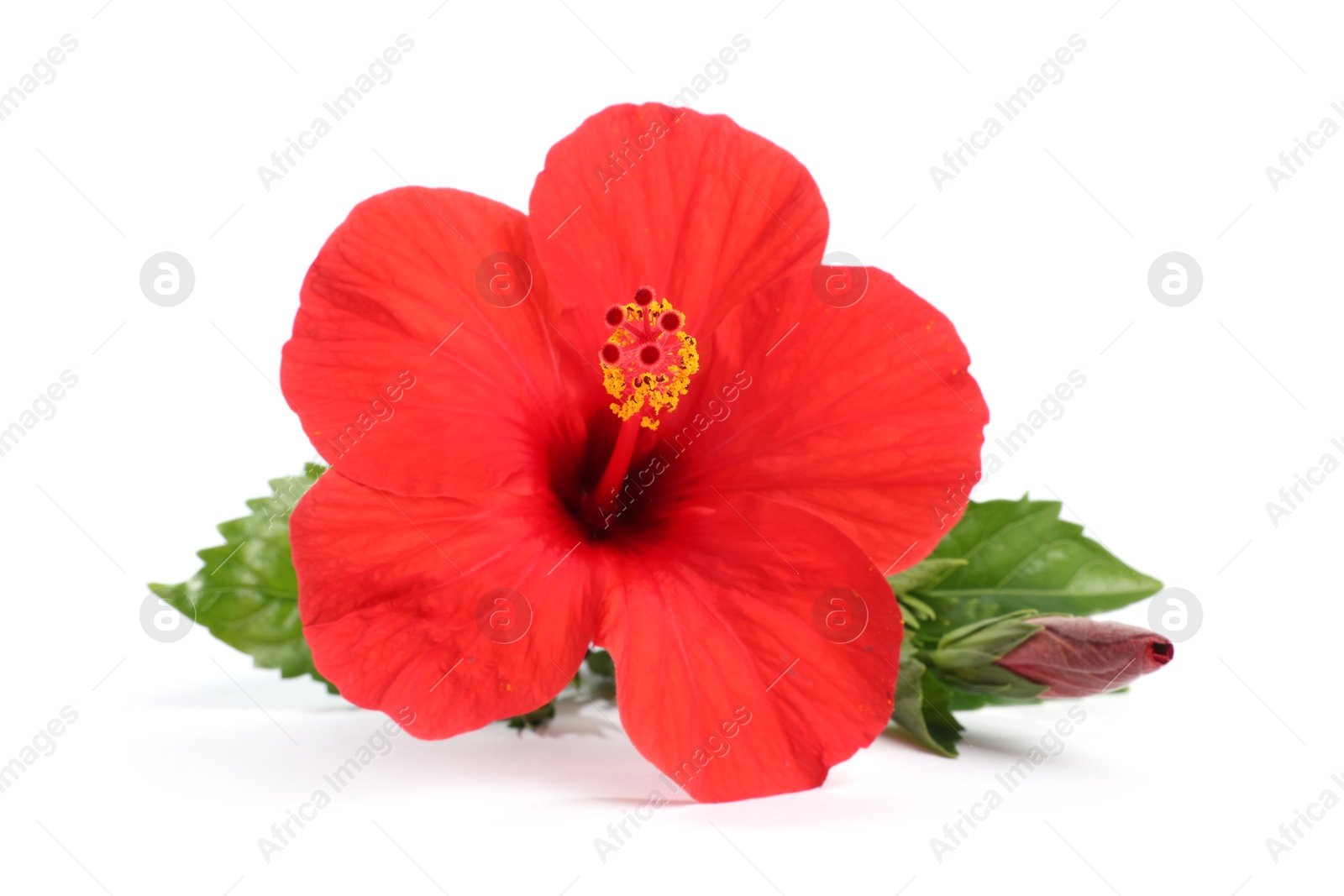 Beautiful red hibiscus flower with leaves isolated on white Photo of Beautiful red hibiscus flower with leaves isolated on white