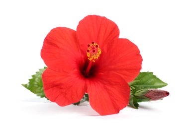 Photo of Beautiful red hibiscus flower with leaves isolated on white