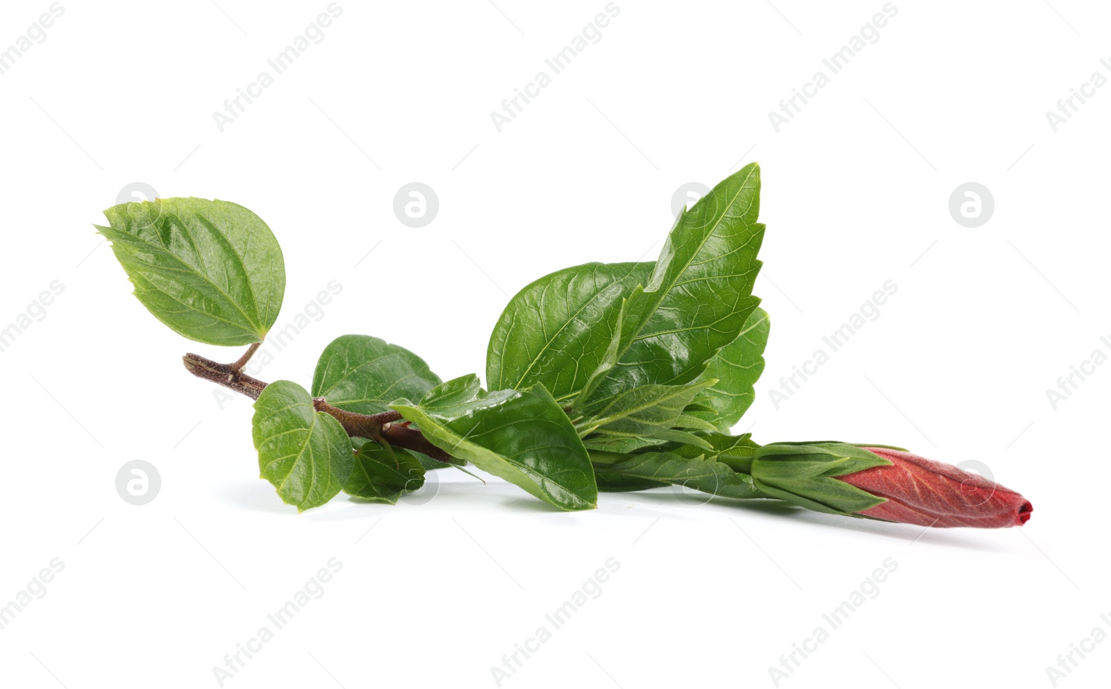 Bud and leaves of hibiscus plant isolated on white Photo of Bud and leaves of hibiscus plant isolated on white