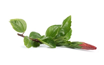 Photo of Bud and leaves of hibiscus plant isolated on white