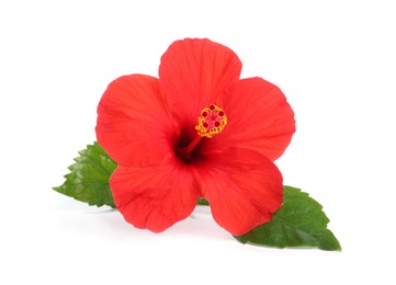 Photo of Beautiful red hibiscus flower with leaves isolated on white