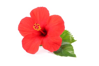 Photo of Beautiful red hibiscus flower with leaves isolated on white