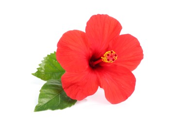 Photo of Beautiful red hibiscus flower with leaves isolated on white