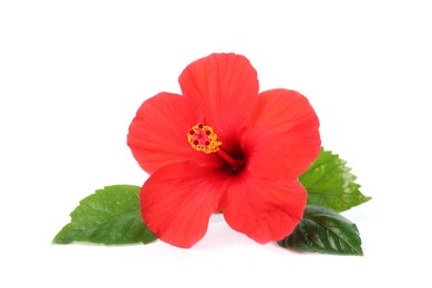 Photo of Beautiful red hibiscus flower with leaves isolated on white