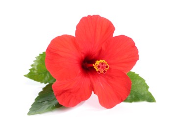 Photo of Beautiful red hibiscus flower with leaves isolated on white