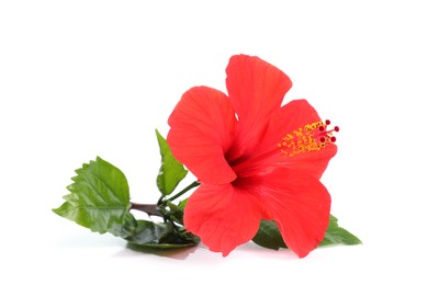 Photo of Beautiful red hibiscus flower with leaves isolated on white