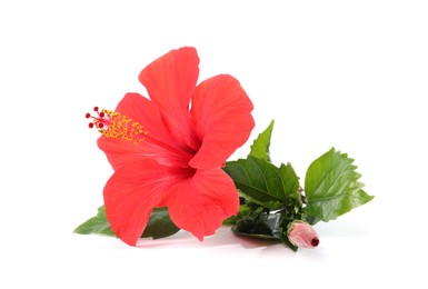 Photo of Beautiful red hibiscus flower with bud isolated on white