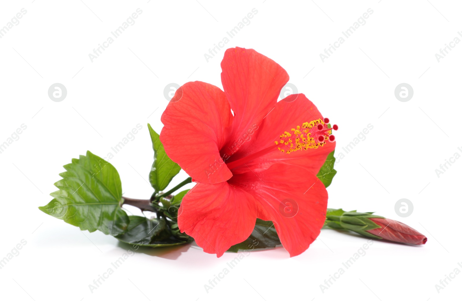 Beautiful red hibiscus flower with bud isolated on white Photo of Beautiful red hibiscus flower with bud isolated on white