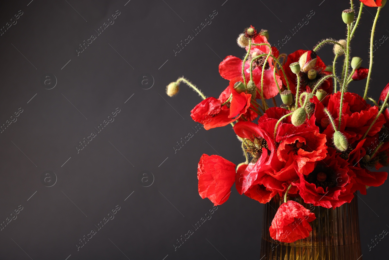 Beautiful red poppy flowers in vase on black background, closeup. Space for text Photo of Beautiful red poppy flowers in vase on black background, closeup. Space for text