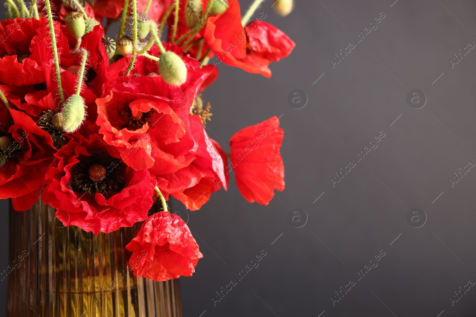 Beautiful red poppy flowers in vase on black background, closeup. Space for text Photo of Beautiful red poppy flowers in vase on black background, closeup. Space for text