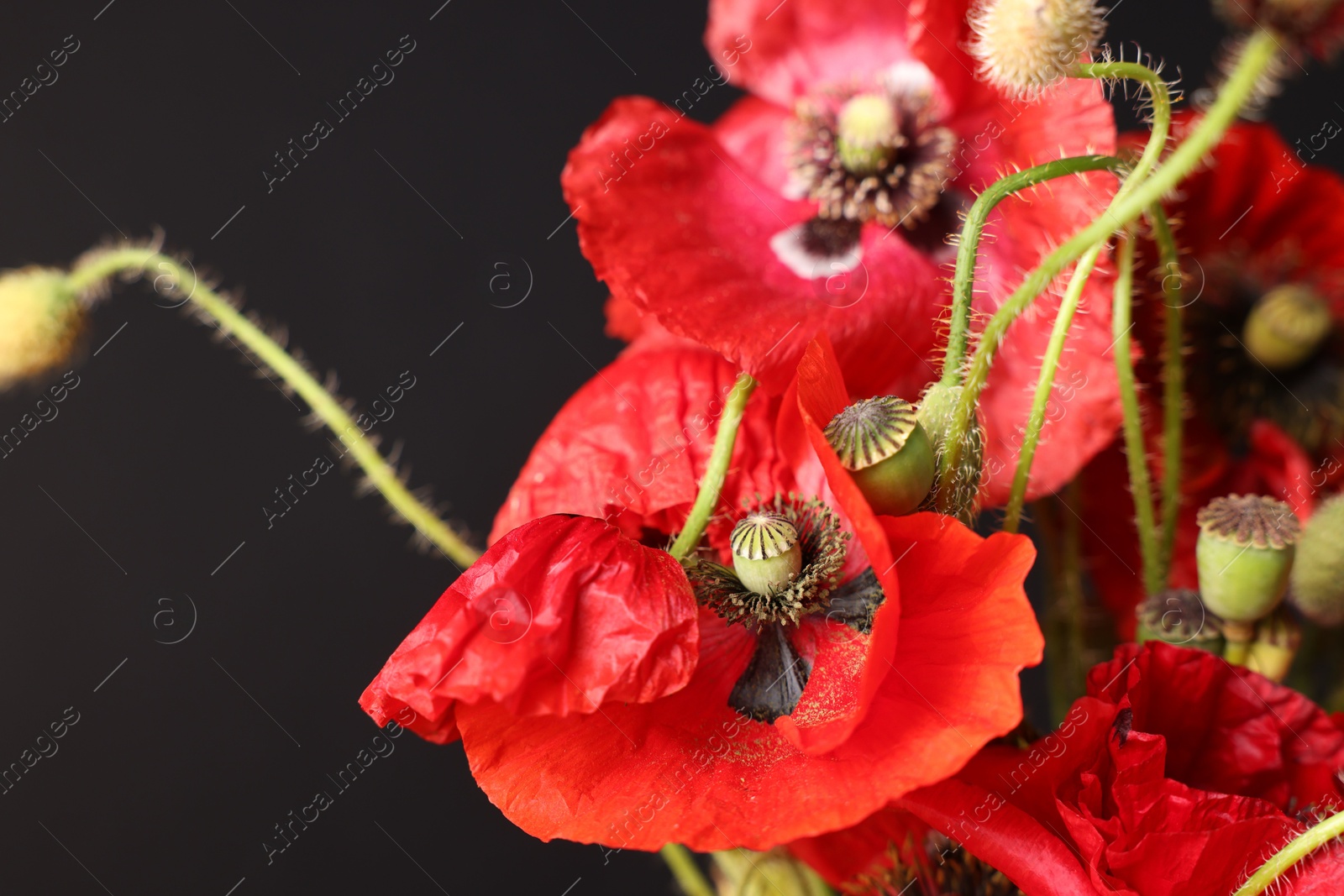 Beautiful red poppy flowers on black background, closeup Photo of Beautiful red poppy flowers on black background, closeup