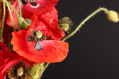 Photo of Beautiful red poppy flowers on black background, closeup