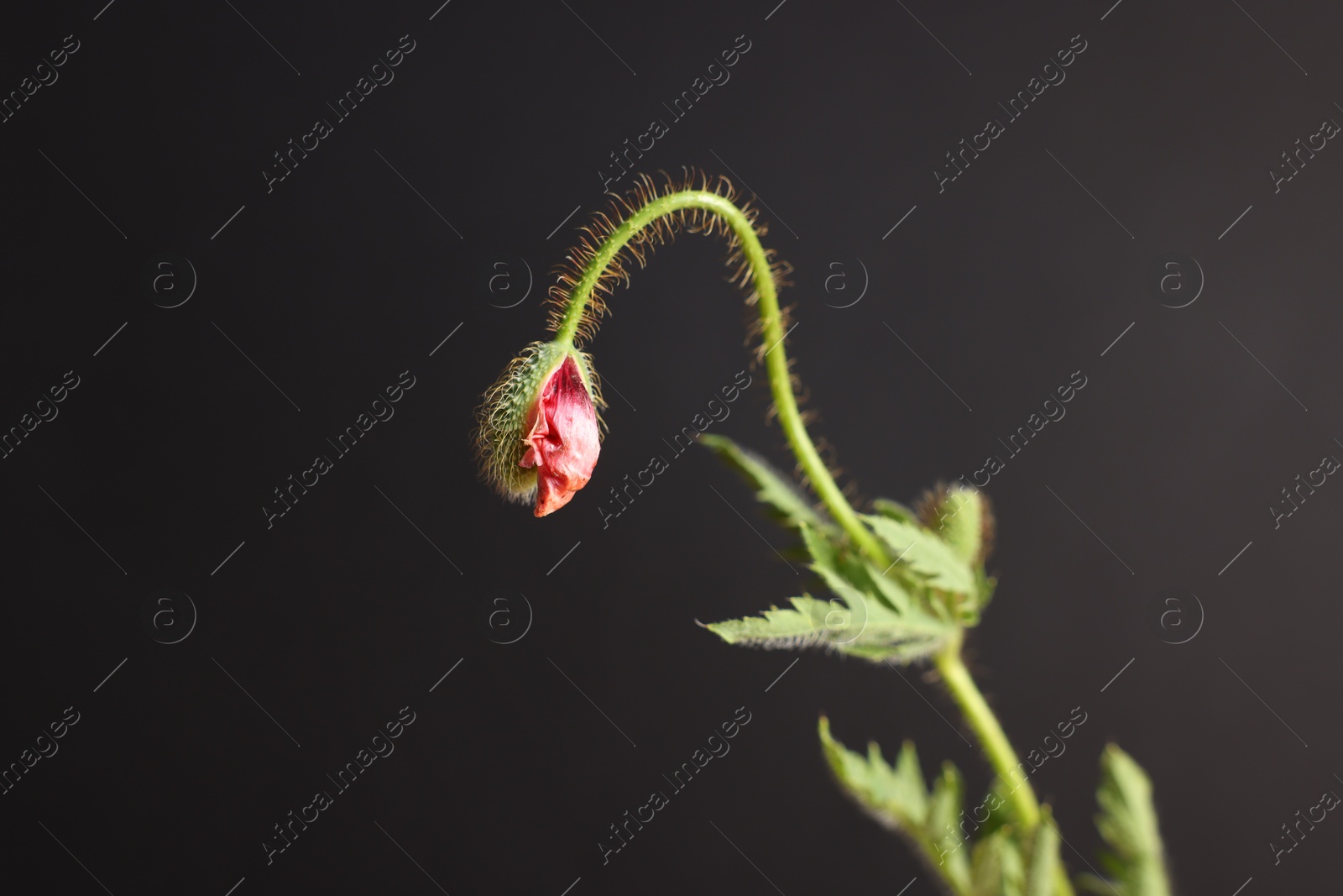 Poppy plant with bud and leaves on black background, closeup Photo of Poppy plant with bud and leaves on black background, closeup