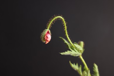 Photo of Poppy plant with bud and leaves on black background, closeup