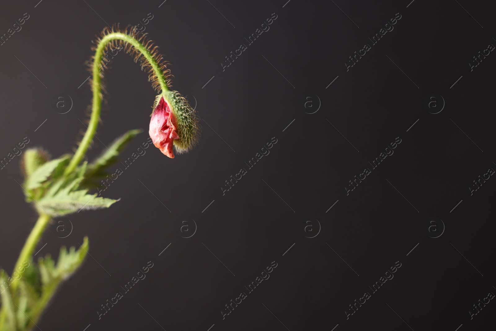 Poppy plant with bud and leaves on black background, closeup. Space for text Photo of Poppy plant with bud and leaves on black background, closeup. Space for text