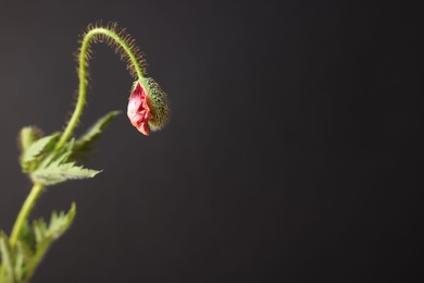 Photo of Poppy plant with bud and leaves on black background, closeup. Space for text