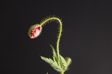 Photo of Poppy plant with bud and leaves on black background, closeup