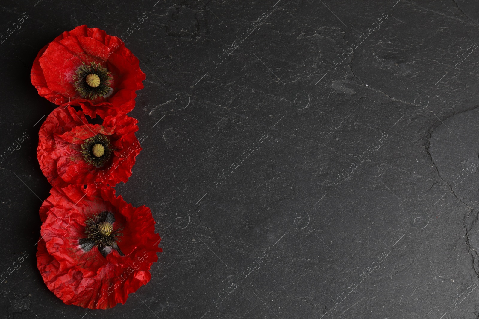 Bright red poppy flowers on black background, flat lay. Space for text Photo of Bright red poppy flowers on black background, flat lay. Space for text