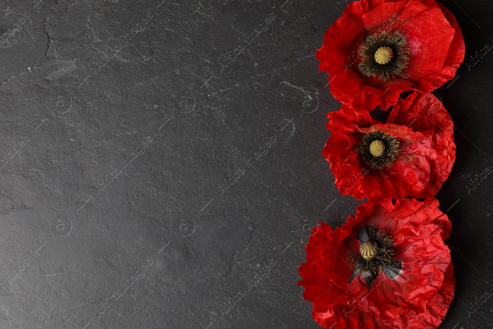Bright red poppy flowers on black background, flat lay. Space for text Photo of Bright red poppy flowers on black background, flat lay. Space for text