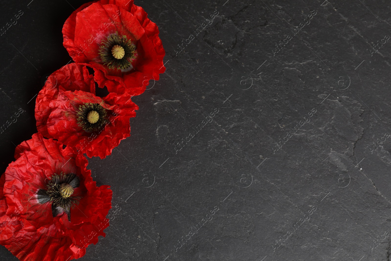Bright red poppy flowers on black background, flat lay. Space for text Photo of Bright red poppy flowers on black background, flat lay. Space for text